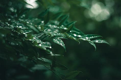 雨圖片|超过 20000 张关于“雨”和“自然”的免费图片